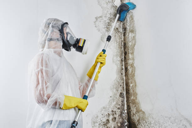 Best Commercial Mold Remediation in Sauk Centre, MN